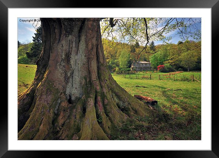 Old Cumbrian Tree Framed Mounted Print by Jason Connolly