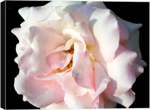 2177-pink rose Canvas Print by elvira ladocki