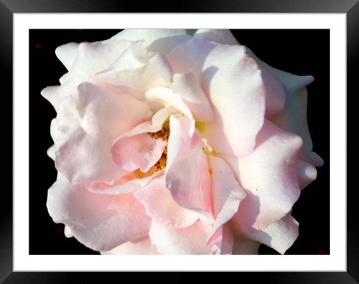 2177-pink rose Framed Mounted Print by elvira ladocki