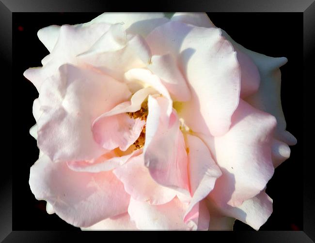 2177-pink rose Framed Print by elvira ladocki