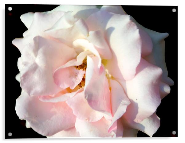 2177-pink rose Acrylic by elvira ladocki