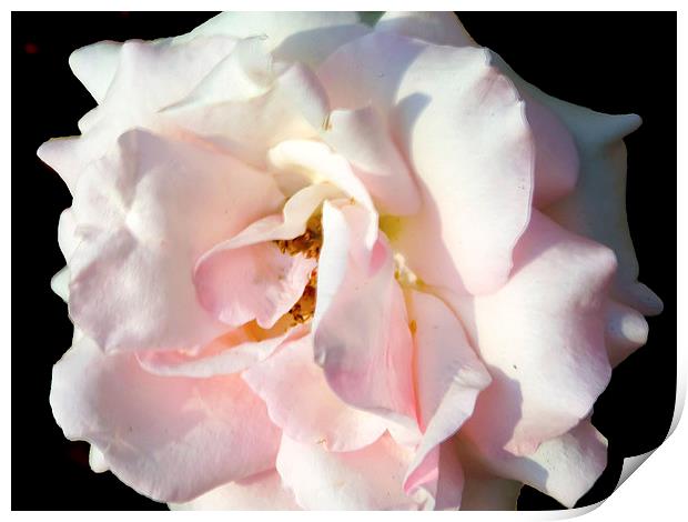 2177-pink rose Print by elvira ladocki