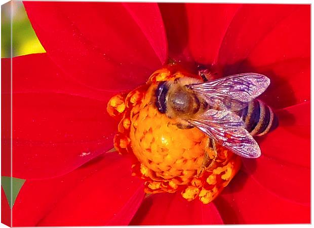 2176-insect on the dahlia Canvas Print by elvira ladocki