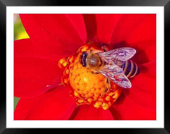 2176-insect on the dahlia Framed Mounted Print by elvira ladocki