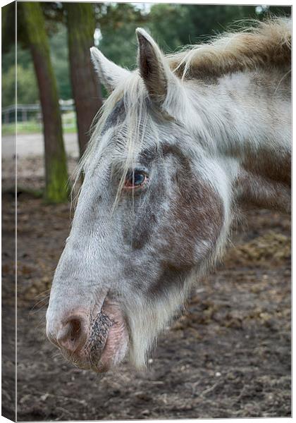 moon eyed horse Canvas Print by Jo Beerens