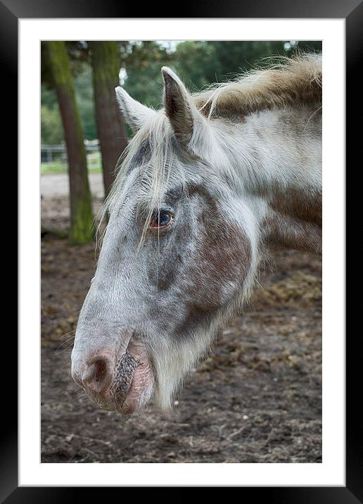 moon eyed horse Framed Mounted Print by Jo Beerens