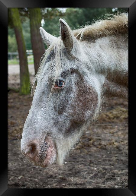 moon eyed horse Framed Print by Jo Beerens
