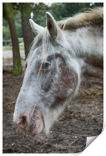 moon eyed horse Print by Jo Beerens