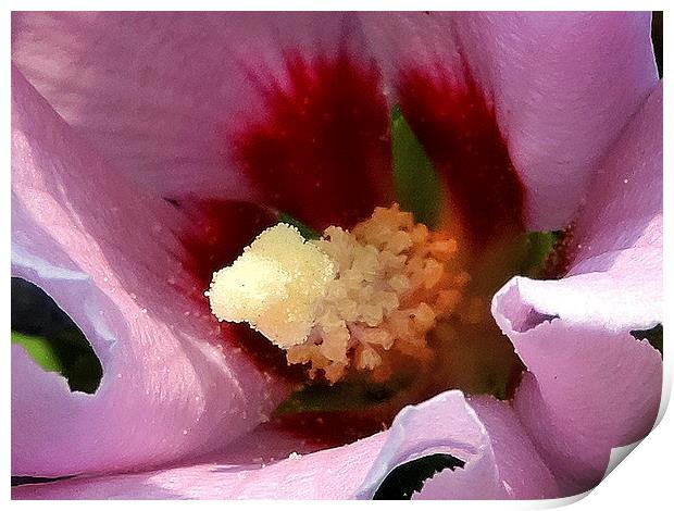 2179-hibiscus close up Print by elvira ladocki