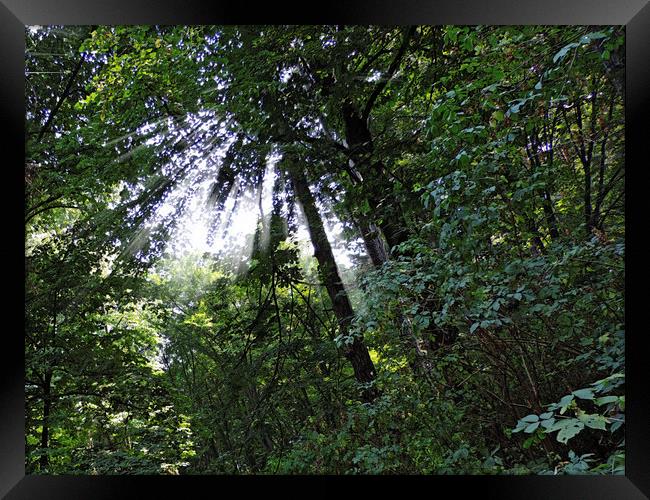 2180-sunlight in the forest Framed Print by elvira ladocki