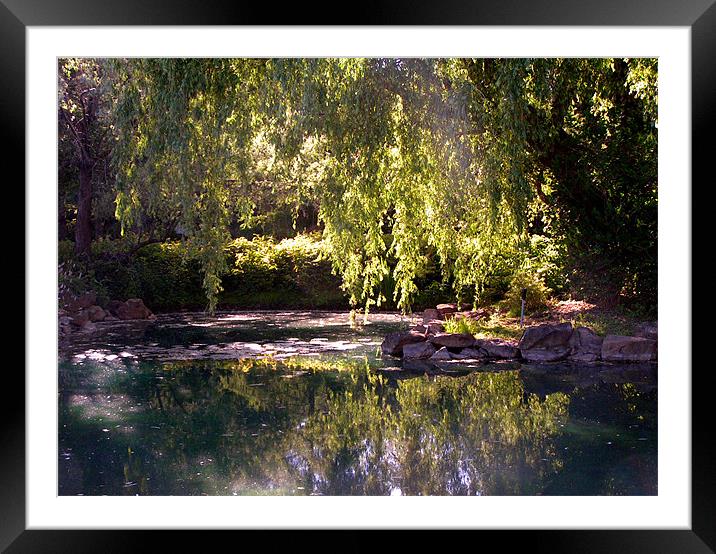 Dappled pond Framed Mounted Print by Alan Pickersgill