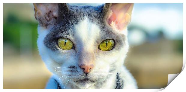 Cats Eyes Print by Tylie Duff Photo Art