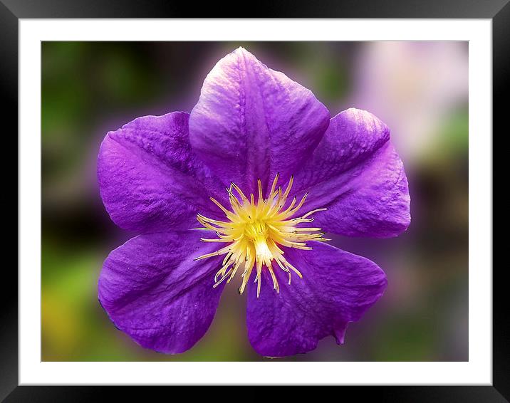 2189-purple clematis Framed Mounted Print by elvira ladocki