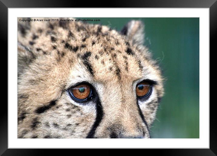 Cheetah Framed Mounted Print by Alan Vant