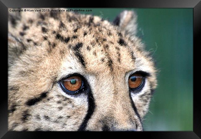 Cheetah Framed Print by Alan Vant