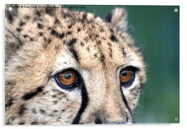 Cheetah Acrylic by Alan Vant