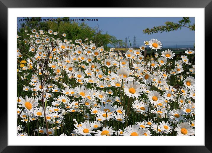 Daisys Framed Mounted Print by Alan Vant