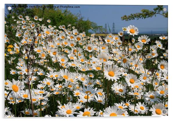 Daisys Acrylic by Alan Vant
