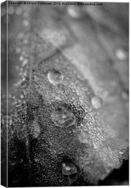 Dew in black and white Canvas Print by Chiara Cattaruzzi