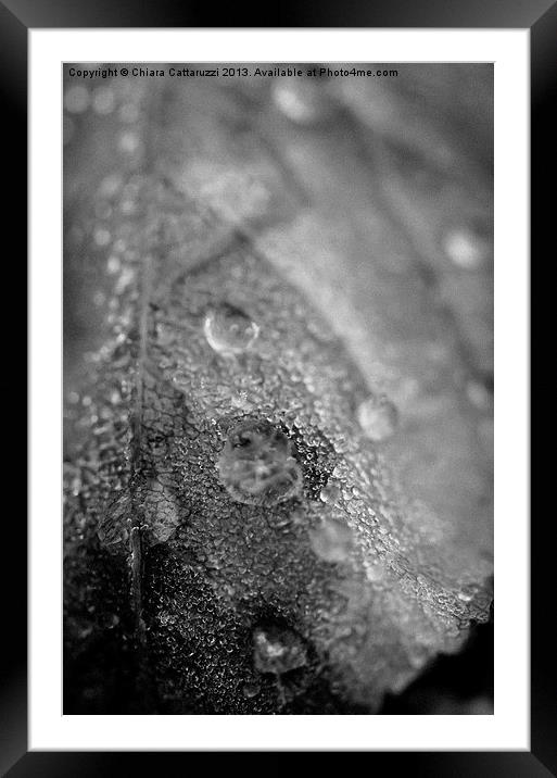 Dew in black and white Framed Mounted Print by Chiara Cattaruzzi