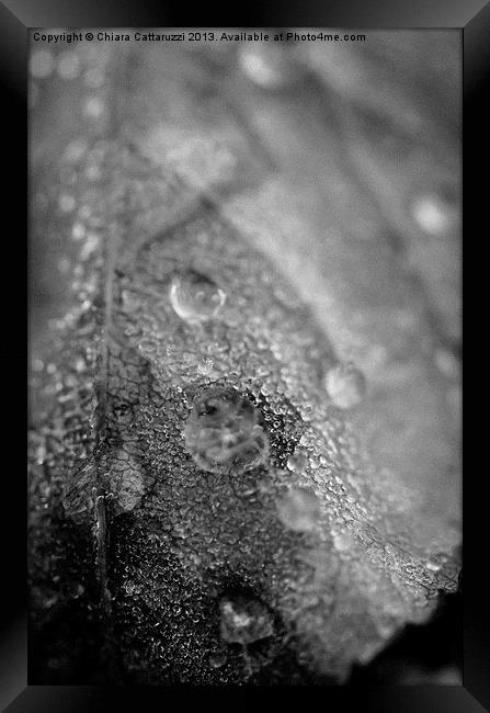Dew in black and white Framed Print by Chiara Cattaruzzi