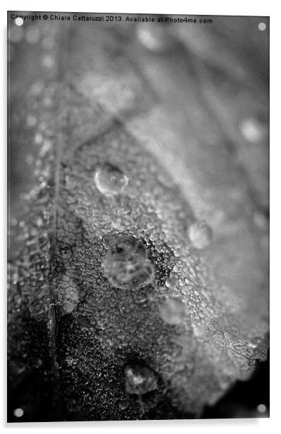 Dew in black and white Acrylic by Chiara Cattaruzzi