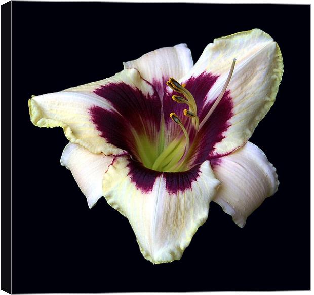 Two Color Lily Canvas Print by james balzano, jr.