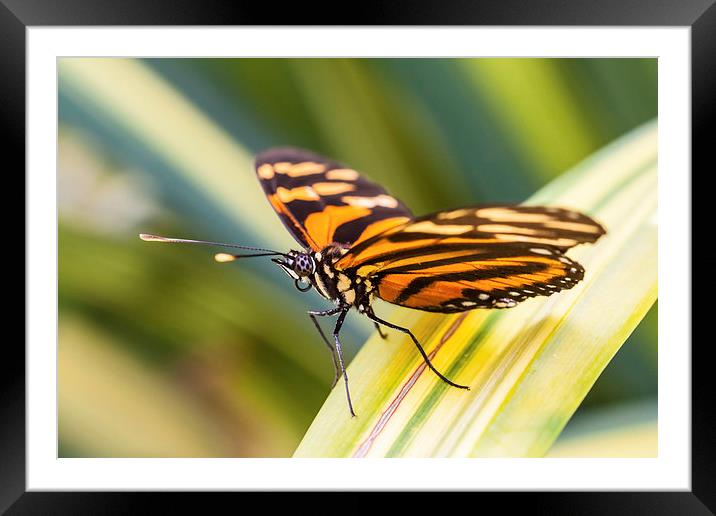 close up of orange tiger butterfly Framed Mounted Print by Craig Lapsley