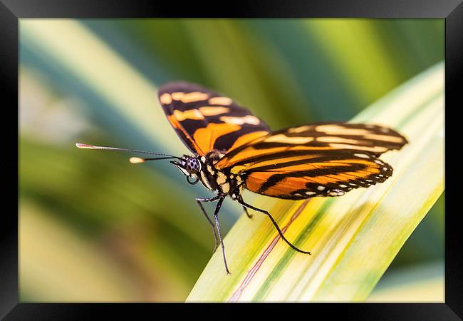 close up of orange tiger butterfly Framed Print by Craig Lapsley