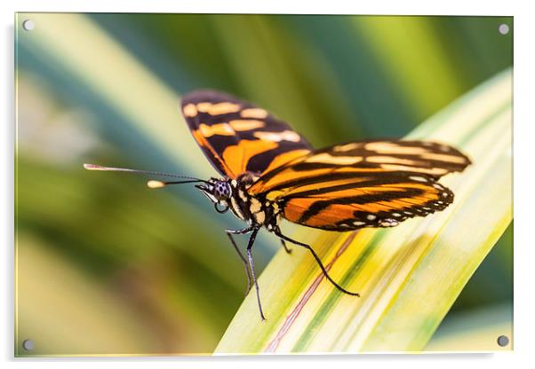 close up of orange tiger butterfly Acrylic by Craig Lapsley