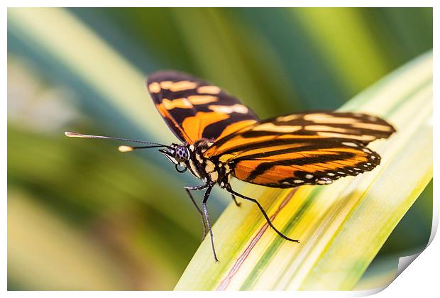 close up of orange tiger butterfly Print by Craig Lapsley