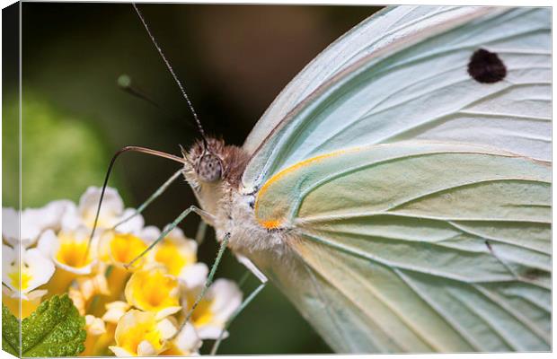 close up of a pale white butterfly feeding Canvas Print by Craig Lapsley