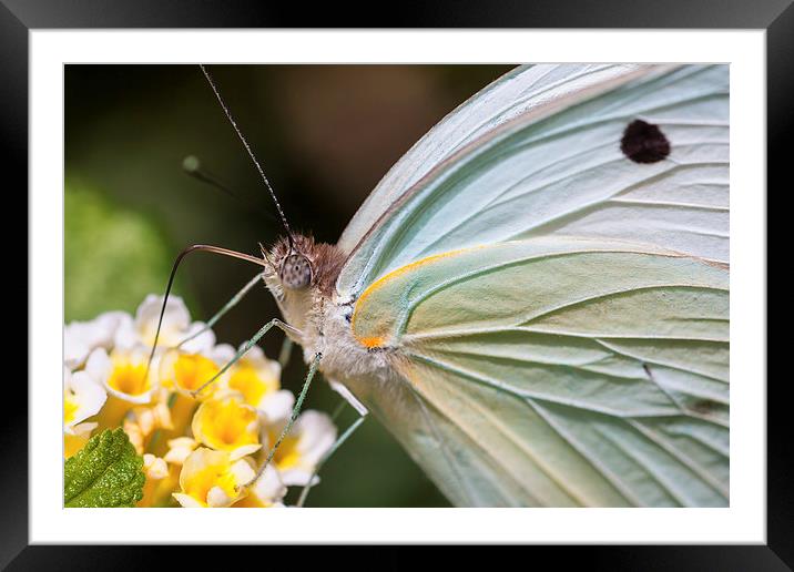 close up of a pale white butterfly feeding Framed Mounted Print by Craig Lapsley