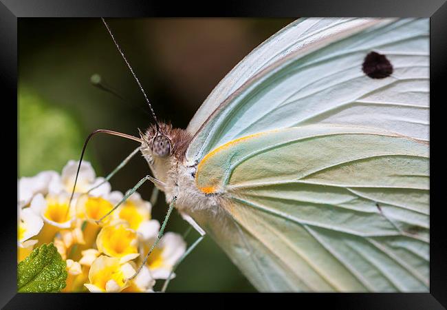 close up of a pale white butterfly feeding Framed Print by Craig Lapsley