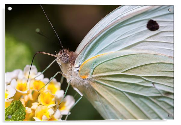 close up of a pale white butterfly feeding Acrylic by Craig Lapsley