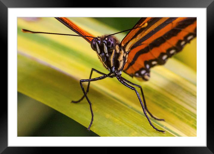 Orange banded butterfly face Framed Mounted Print by Craig Lapsley