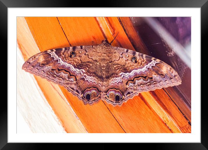 Black witch butterfly Framed Mounted Print by Craig Lapsley