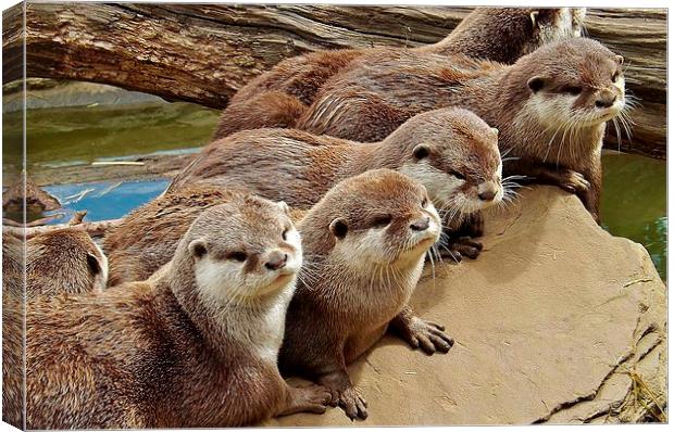 otter group Canvas Print by Ali Dyer