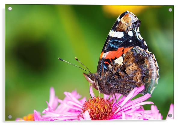 Vanesse Atalanta Butterfly Acrylic by Ankor Light