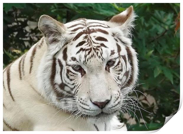 white tiger Print by Ali Dyer
