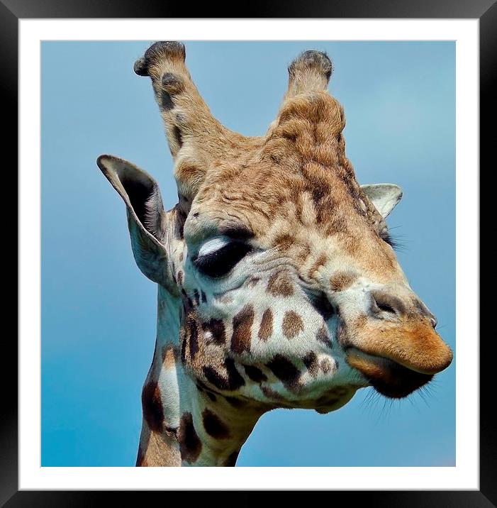 giraffe up close Framed Mounted Print by Ali Dyer