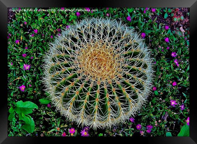 Cactus Framed Print by Paula J James