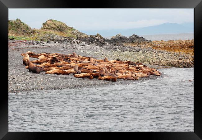 sea lions Framed Print by Martyn Bennett