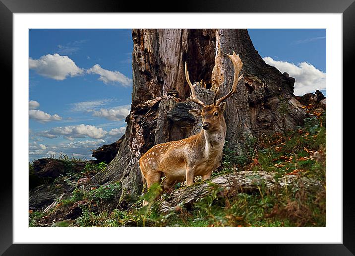 Watching Framed Mounted Print by mhfore Photography
