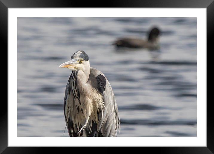 Grey Heron : Stare Framed Mounted Print by Wendy Cooper