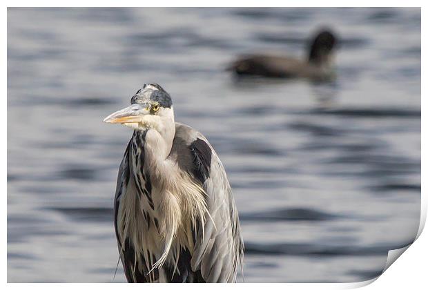 Grey Heron : Stare Print by Wendy Cooper