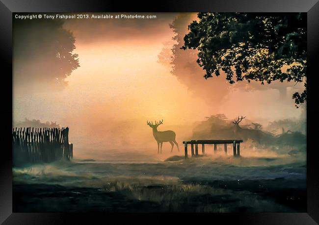 Deers In The Mist Framed Print by Tony Fishpool