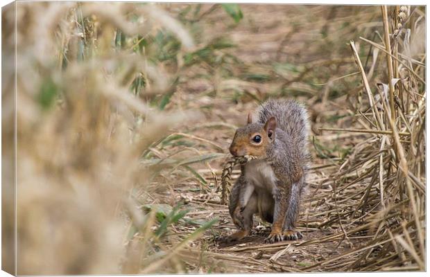 Squirrel: Wheat? What wheat Canvas Print by Wendy Cooper