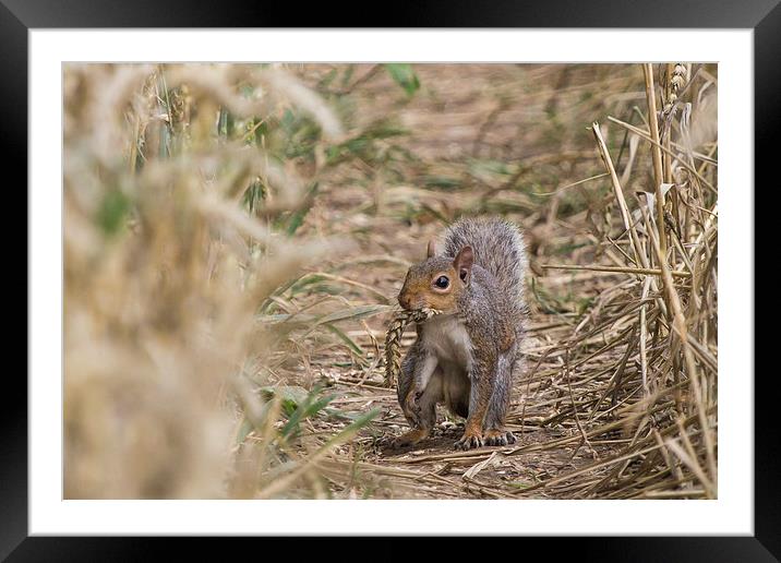 Squirrel: Wheat? What wheat Framed Mounted Print by Wendy Cooper