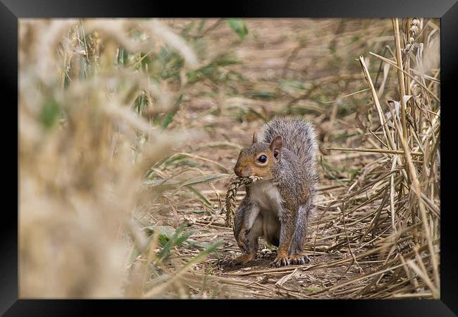 Squirrel: Wheat? What wheat Framed Print by Wendy Cooper